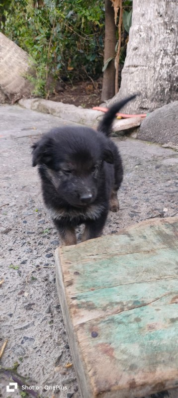German Shepherd...