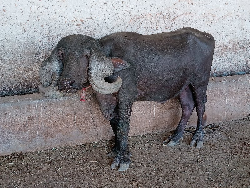 જર્સી ગાય સાથે...