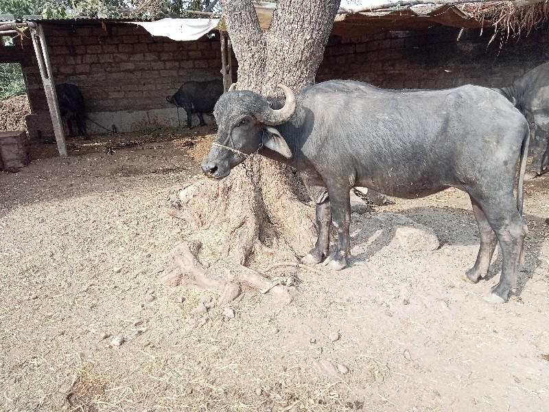 ખળેલી વેચવાની છ...