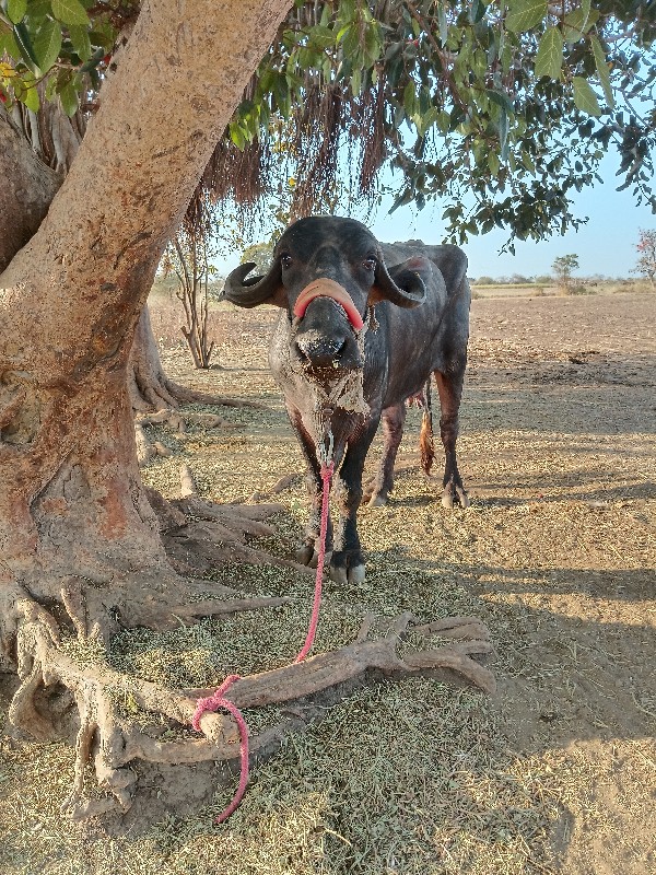 ભેંસ વેચવાની છે