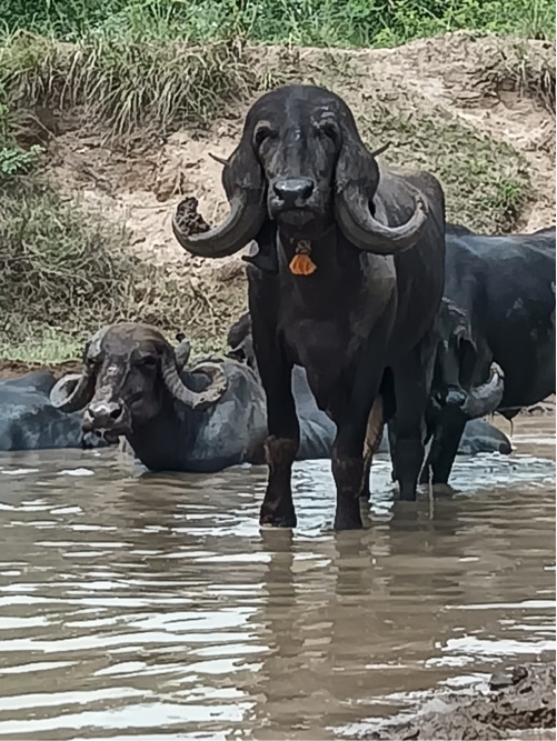 ગાભણ કે ખાલી પા...