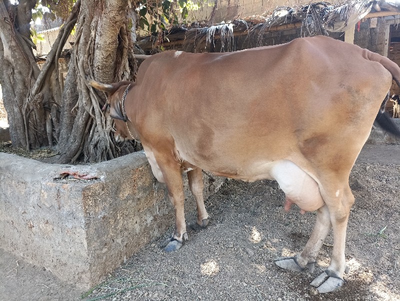 જર્સી ક્રોસ ગાય