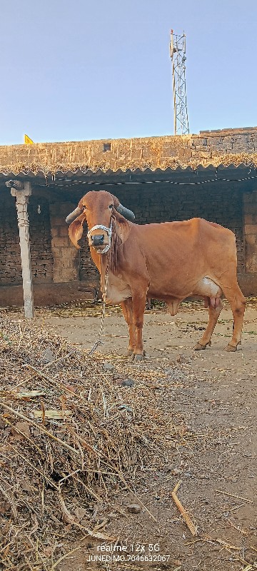 બે ઓરીજનલ ગીર ગ...