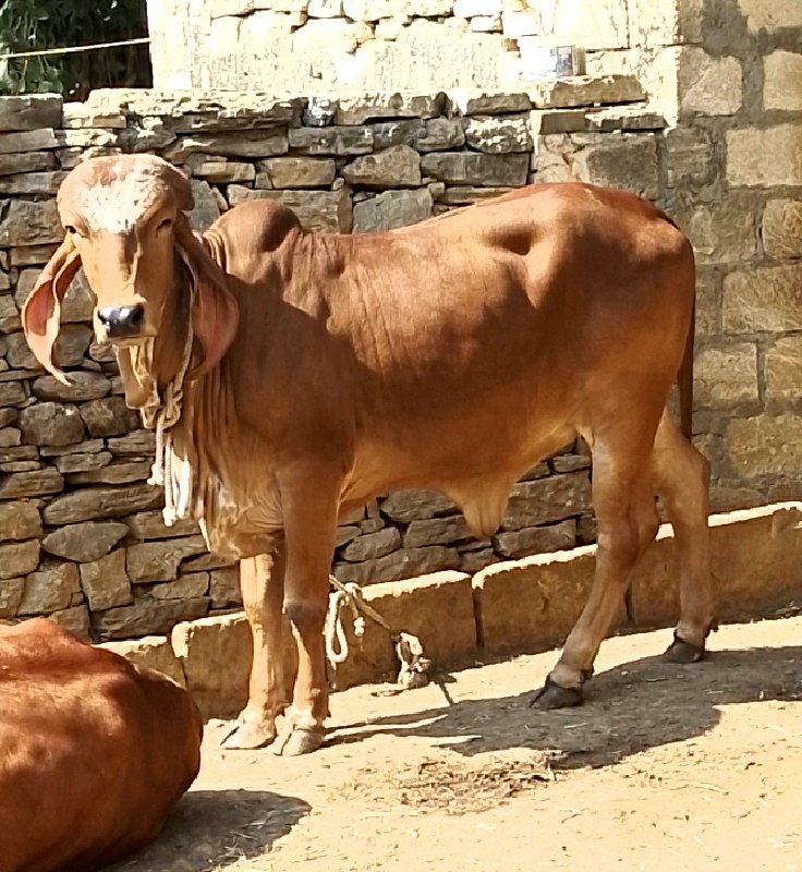 ઑરીજનલ ગીર વાછડ...