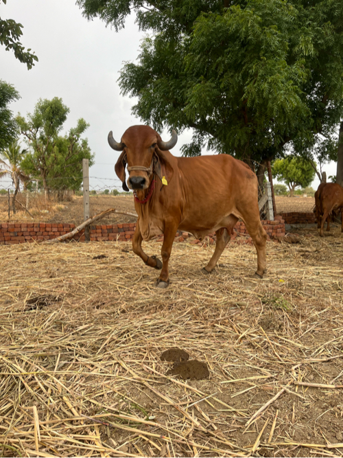 ગાય, વાછડી