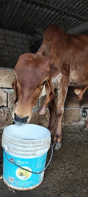 વાછડો દેવાનો છે