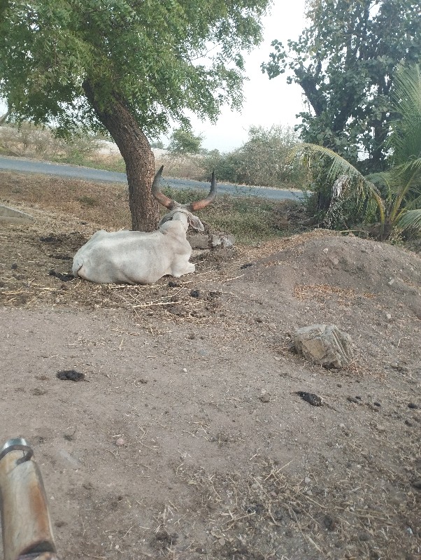 વેચવાના છે