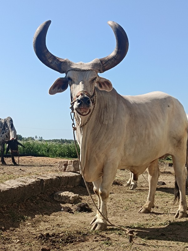 બળદ વેચવનોછે