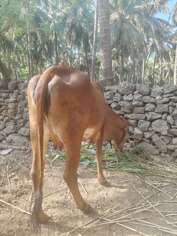 વોડકી વેચવા ની...