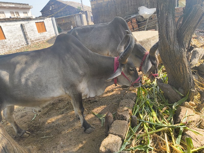 ગોંડલ બીજી ધર મ...