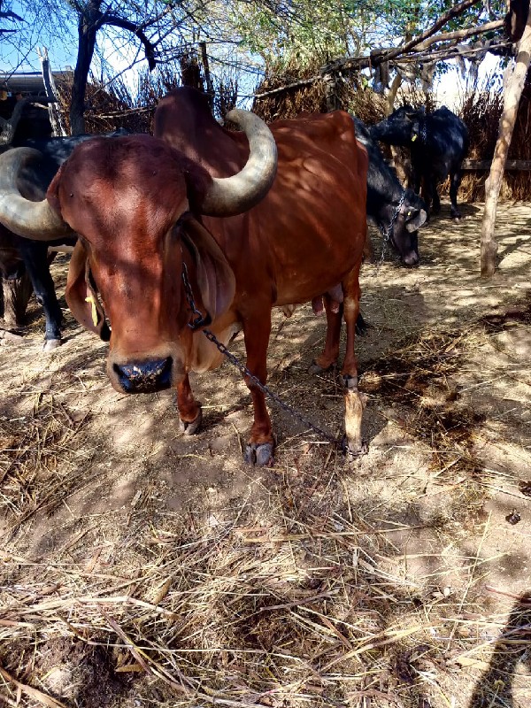 ગીર ગાય દેવાની...