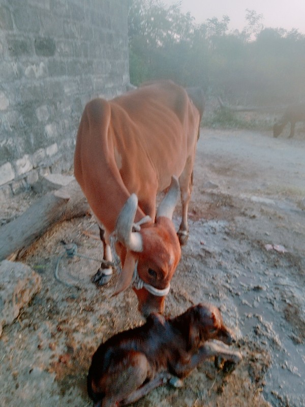 ગાય