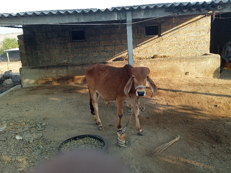 ગીર ખુટ છે