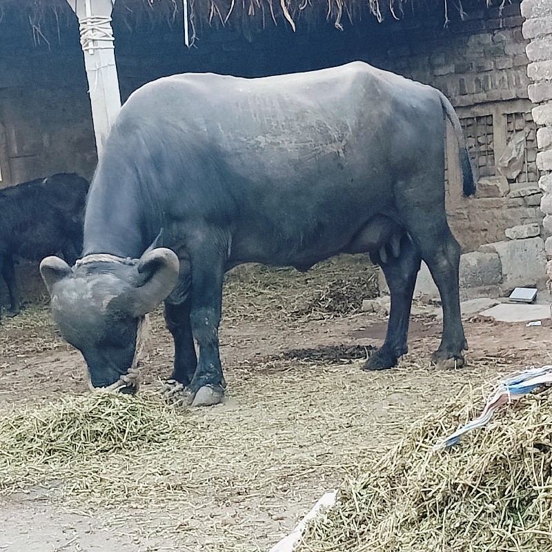 ૨ વેતર ૩.૫ લીટર...