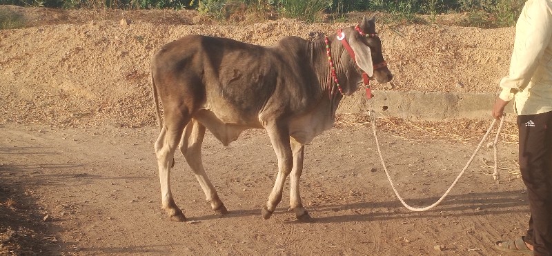 ગોઢલો વેસવાનો છ...