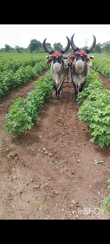 ગોઢલા વેચવાના છ...