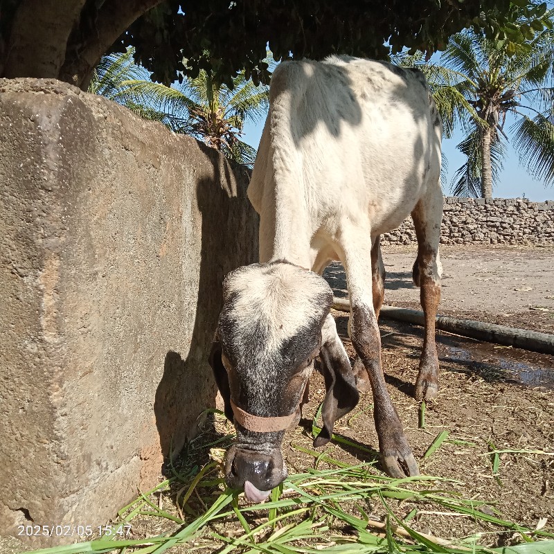 વાછળિ વેસવાની છ...