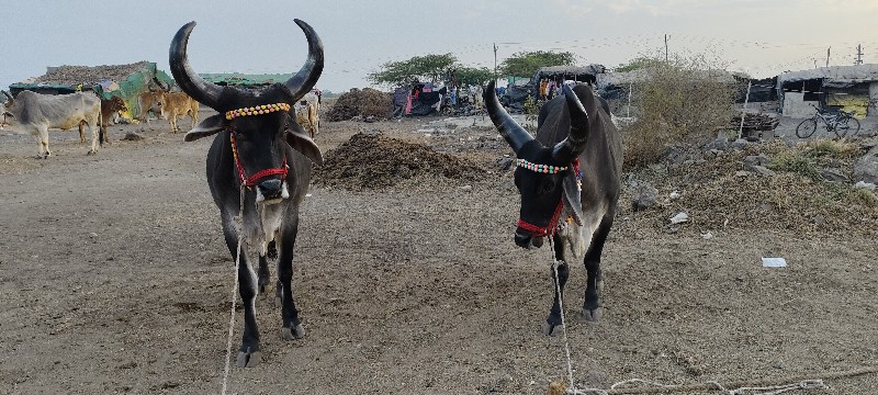 ફુલ જવાબદારીથી...