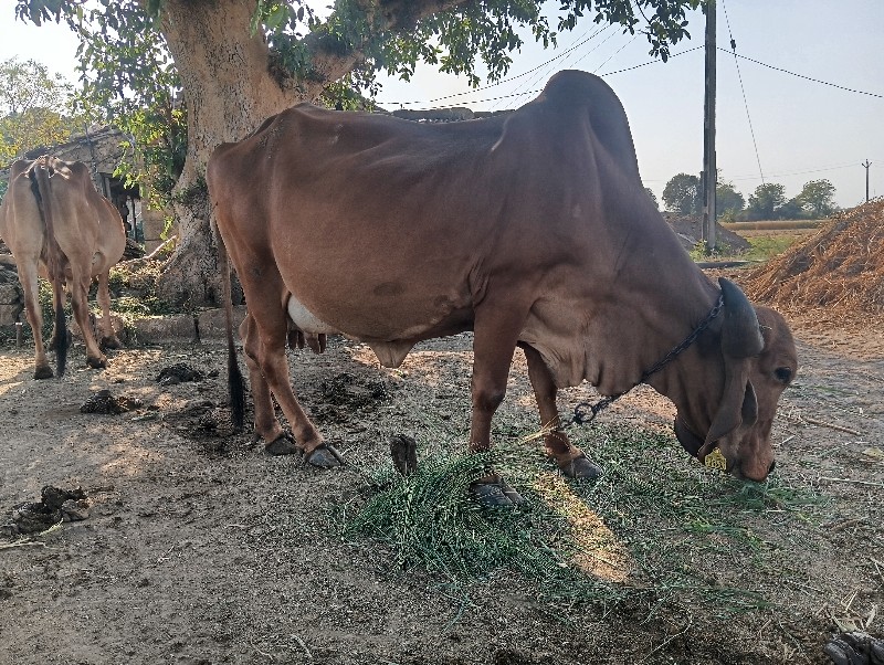 ગાય વેચવાની છે