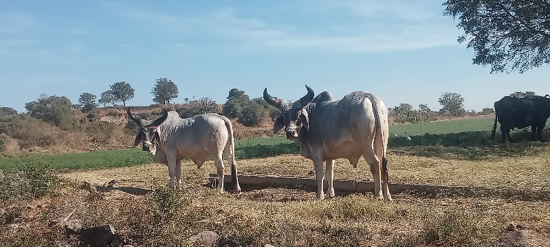 પરદેશી વઢીયારા...