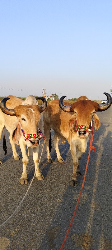 મારે બીએ ફરી જા...