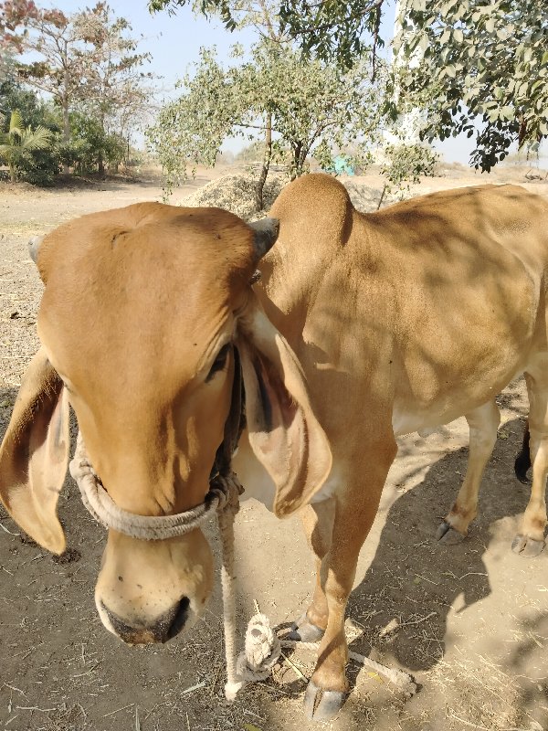 ગીર વાસડી