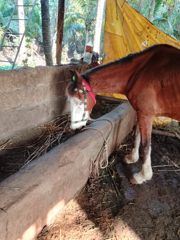 ઘોડી વેચવાની છે...