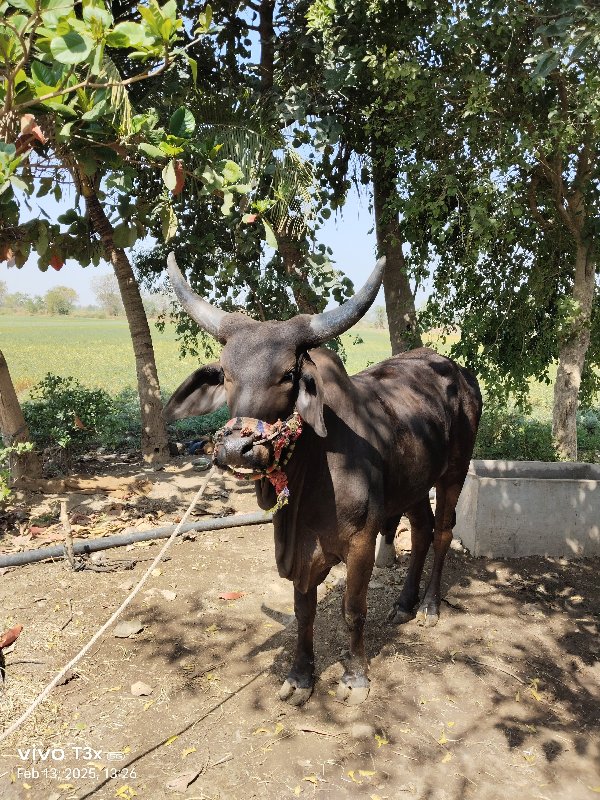 ગોધલો વેચવાનો છ...