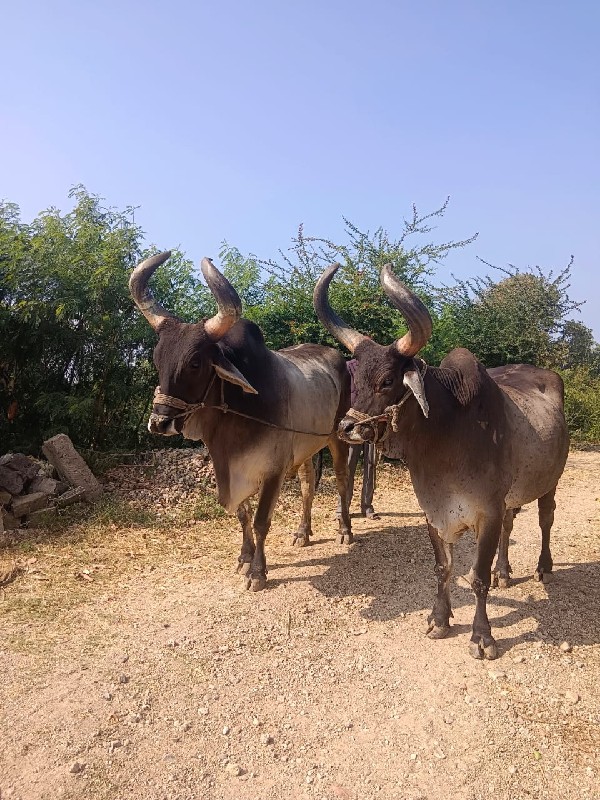 બળદ વેચવાના છે