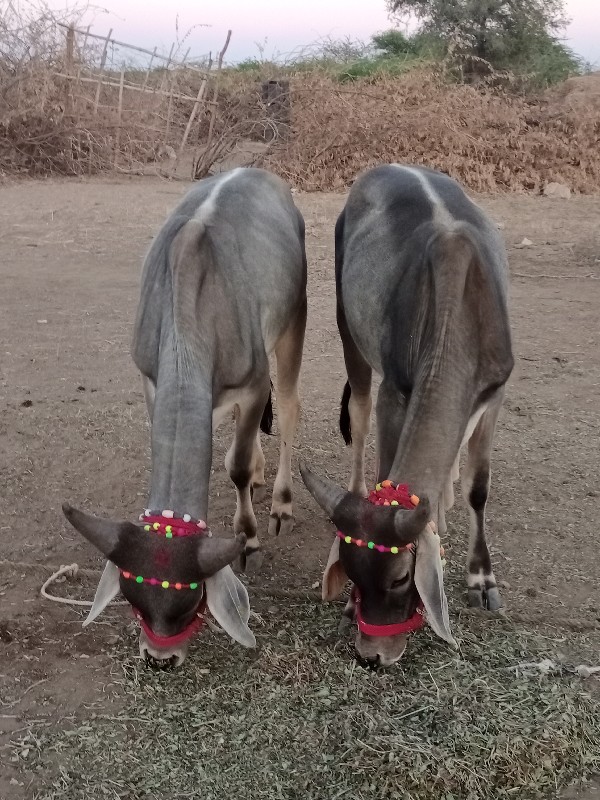 ગોઢલા વેચવાના છ...