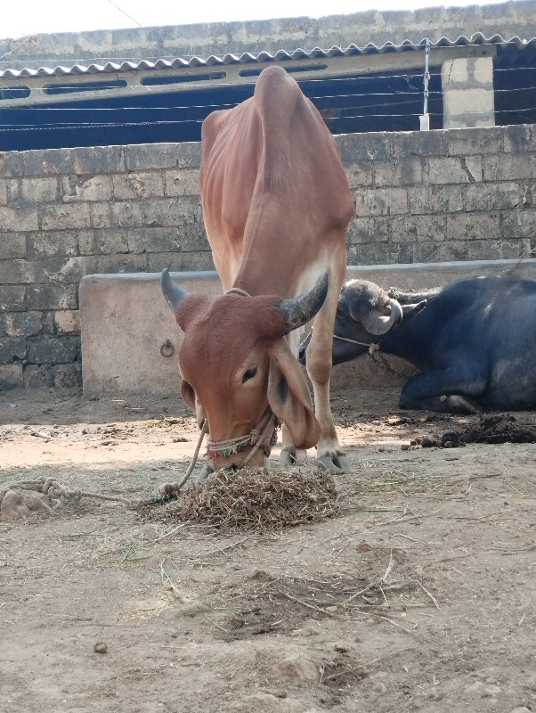 ગોઢલા  વેચવાના...