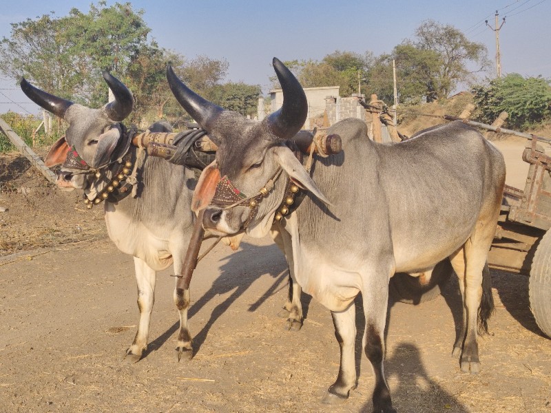 બળદ વેચવાના છે