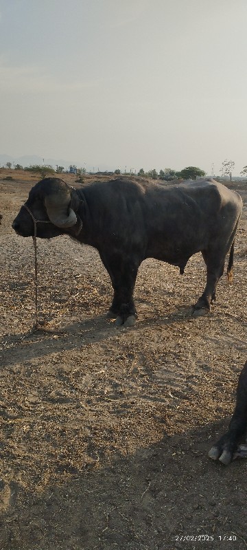 પાડો‌ વેશવાનો‌...