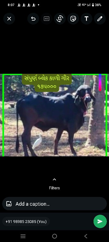 ગીર વાછડીઓ