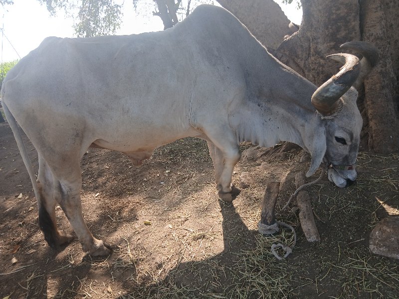 બળદ વેચવાના છે.