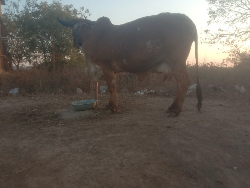 દેશી ગાય વેચવાન...