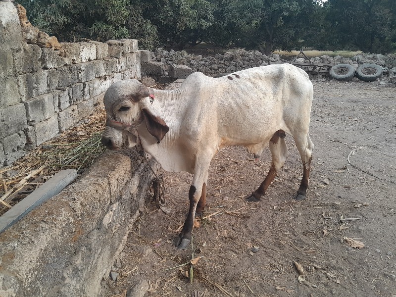 ઓરિજનલ ગિર વાહી...