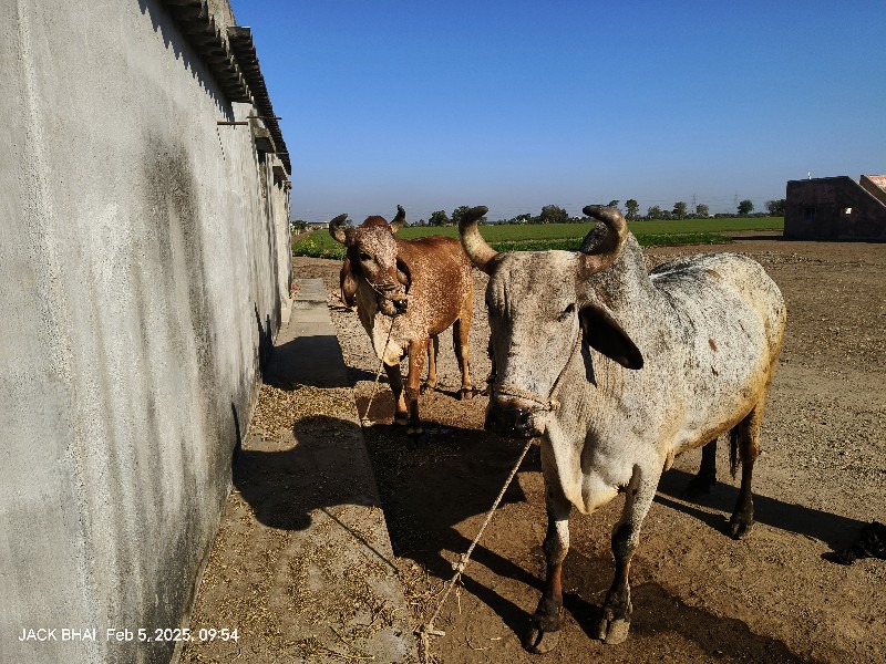 બળદ વેચવાના છે