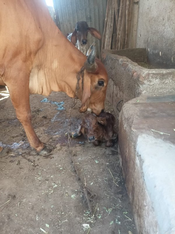 હોડકી વેચવાની છ...