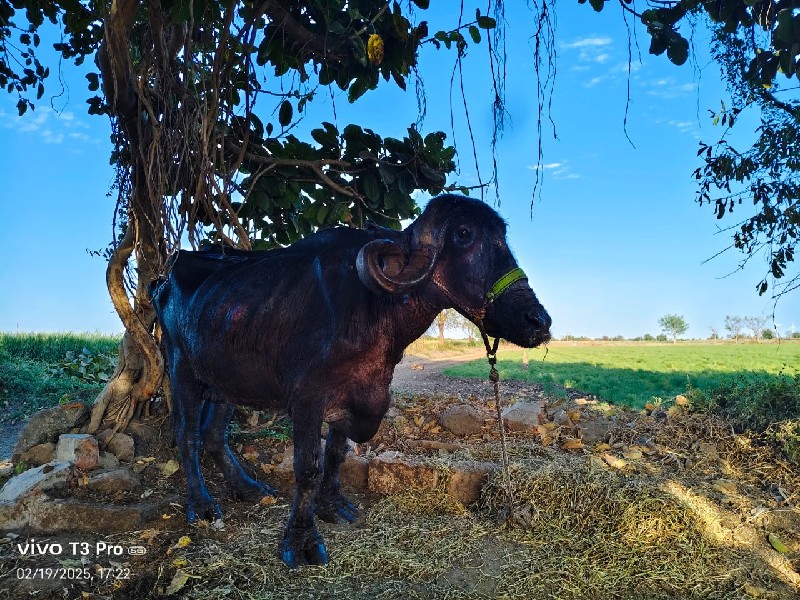 સાટા મા જસી ગાય...