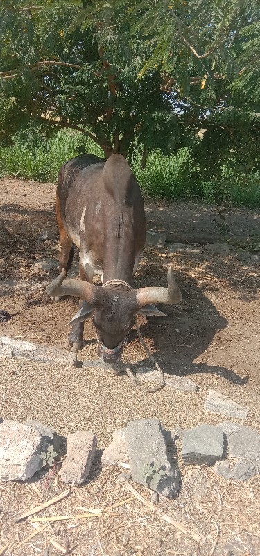 બરધ વેચવા ના છે