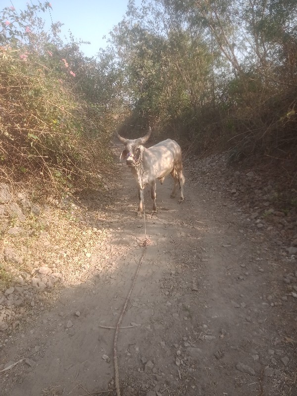 ગોઢલો વેચવા નો...