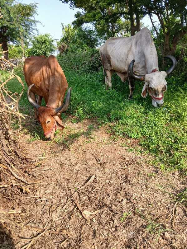 બળઘવેસવાનાસે