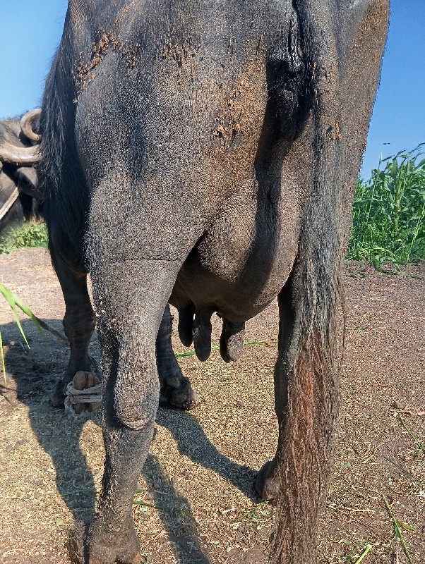 ભેસ વેચવાની છે