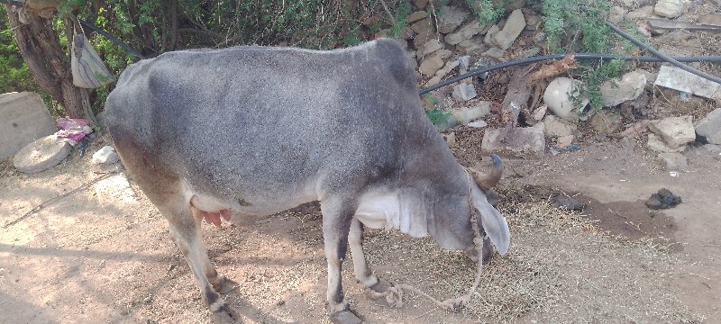 ગાય છે બિજુ વેત...