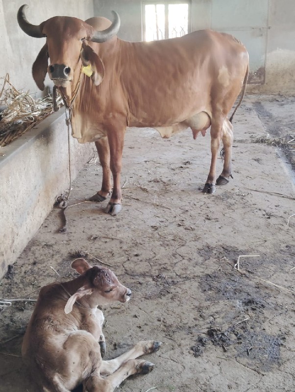 દેશી ગાય વેચવાન...