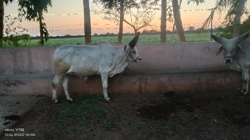 ગોધલા