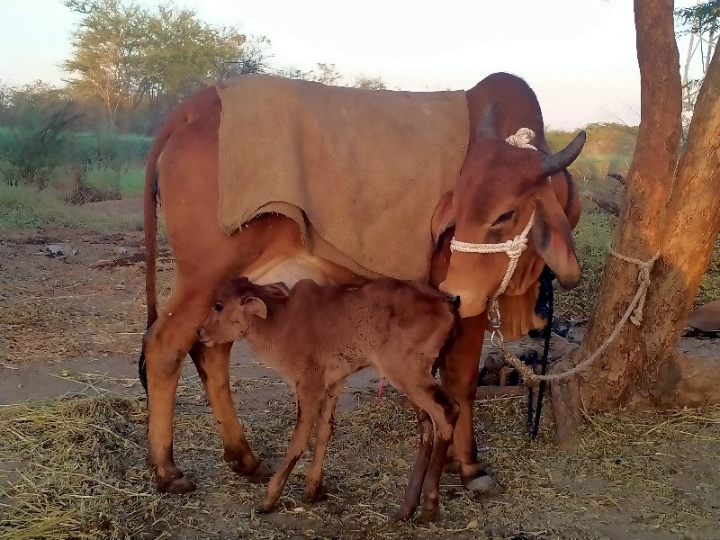 ગાય વેચવાની છે