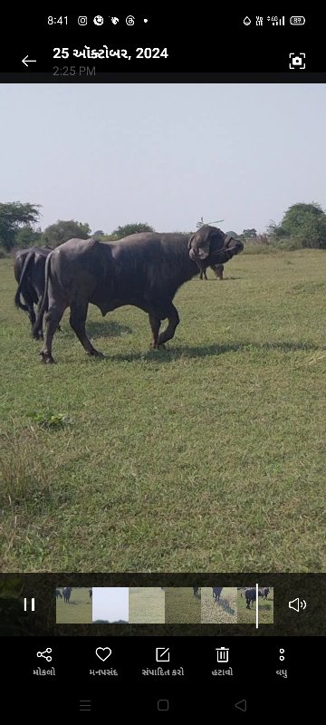 પાડો