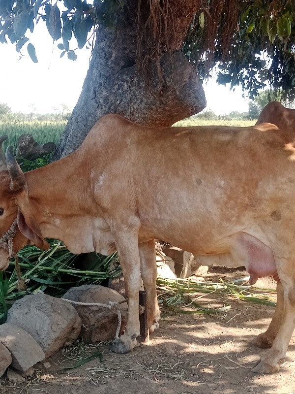 જાડેજા ‌મયુરસીહ